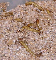 220px-Mealworms_in_plastic_container_of_bran