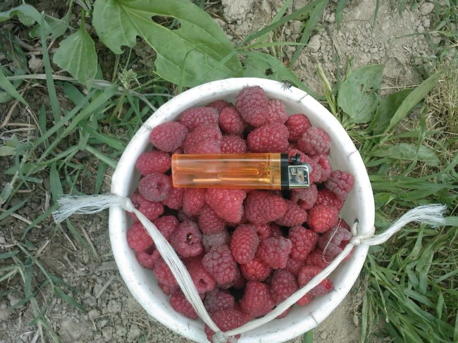maline-lopov-650x487