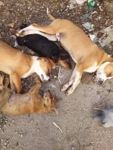 Priboj-otrovani psi u na dečjem igralištu 