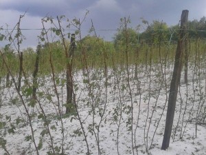 maline grad steta slika (1)